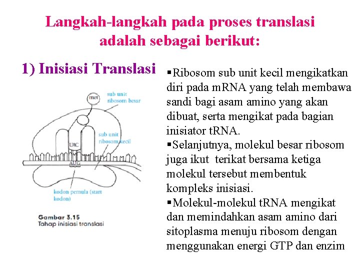 Langkah-langkah pada proses translasi adalah sebagai berikut: 1) Inisiasi Translasi §Ribosom sub unit kecil