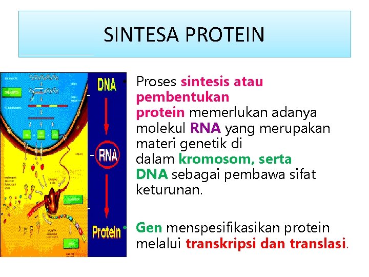 SINTESA PROTEIN • Proses sintesis atau pembentukan protein memerlukan adanya molekul RNA yang merupakan