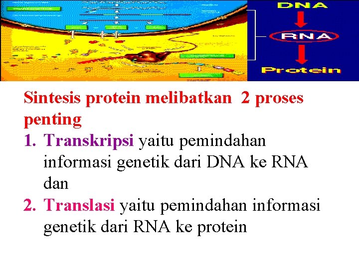 Sintesis protein melibatkan 2 proses penting 1. Transkripsi yaitu pemindahan informasi genetik dari DNA
