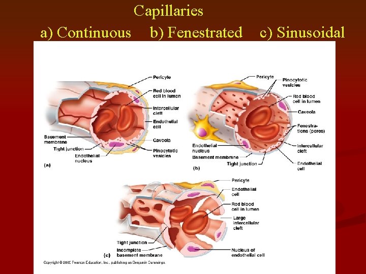 Capillaries a) Continuous b) Fenestrated c) Sinusoidal 