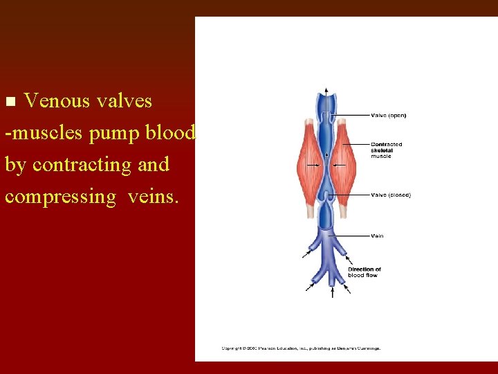 Venous valves -muscles pump blood by contracting and compressing veins. n 