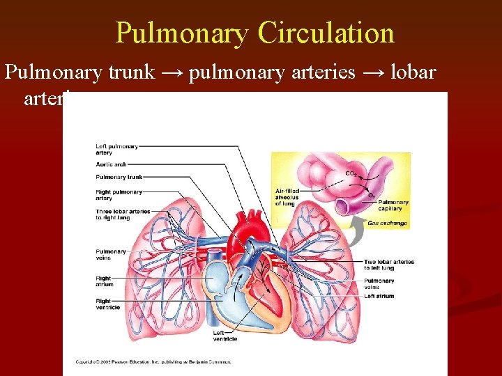 Pulmonary Circulation Pulmonary trunk → pulmonary arteries → lobar arteries 