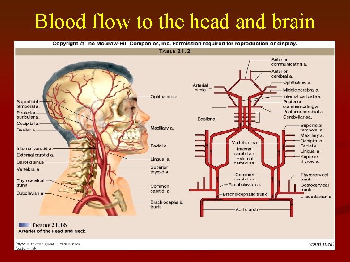 Blood flow to the head and brain 
