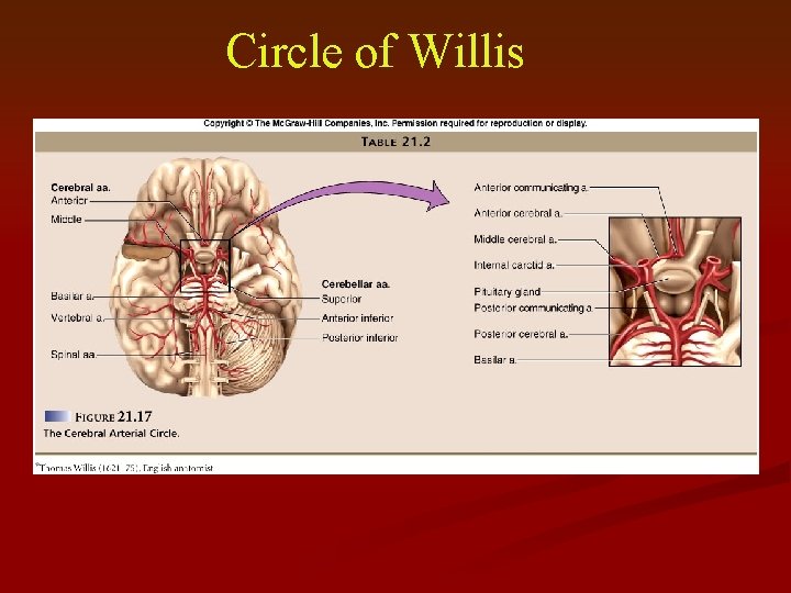 Circle of Willis 