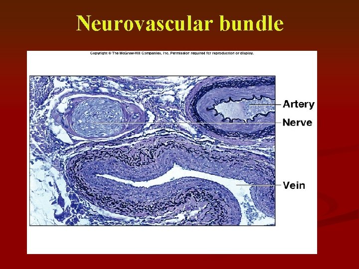 Neurovascular bundle 