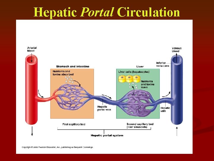 Hepatic Portal Circulation 