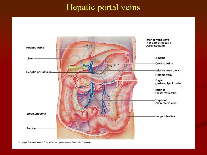 Hepatic portal veins 