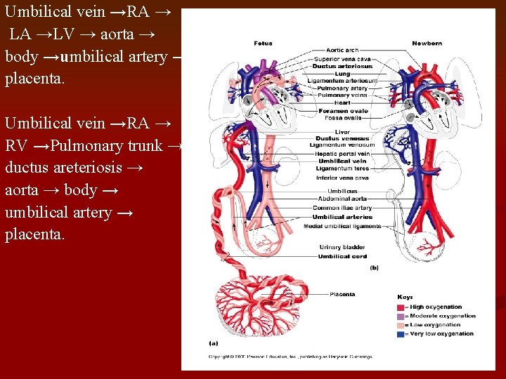 Umbilical vein →RA → LA →LV → aorta → body →umbilical artery → placenta.