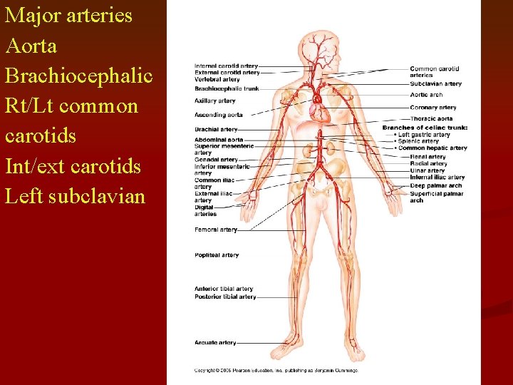 Major arteries Aorta Brachiocephalic Rt/Lt common carotids Int/ext carotids Left subclavian 