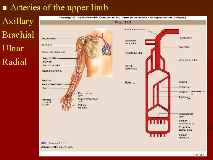 Arteries of the upper limb Axillary Brachial Ulnar Radial n 
