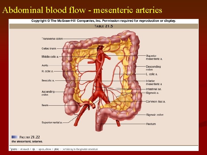 Abdominal blood flow - mesenteric arteries 