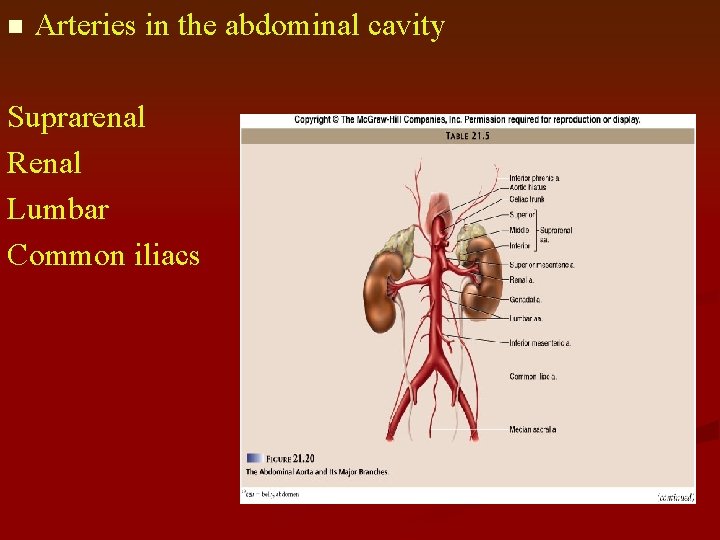 n Arteries in the abdominal cavity Suprarenal Renal Lumbar Common iliacs 