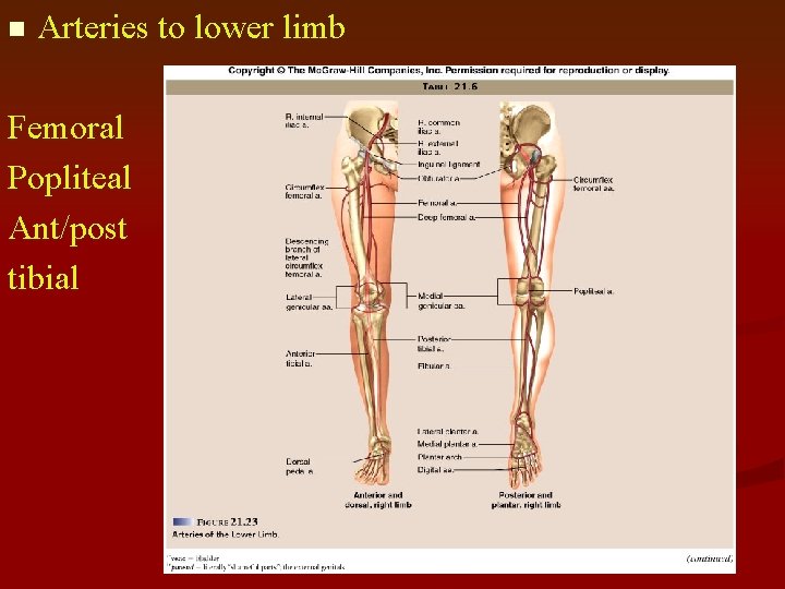 n Arteries to lower limb Femoral Popliteal Ant/post tibial 