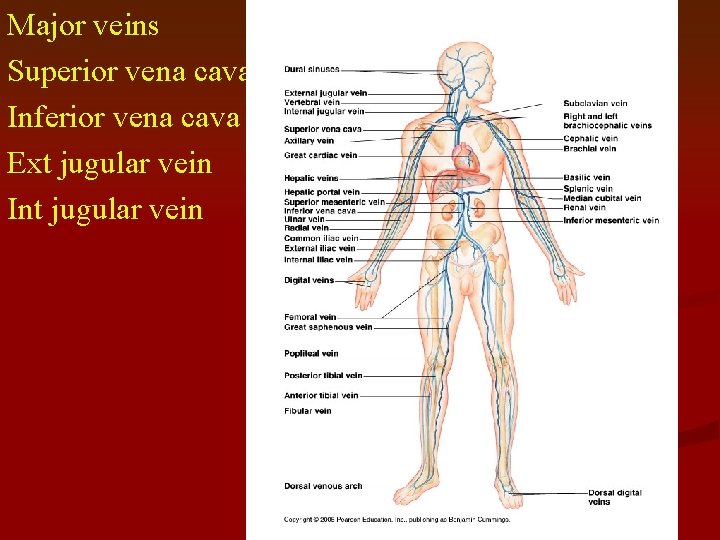 Major veins Superior vena cava Inferior vena cava Ext jugular vein Int jugular vein