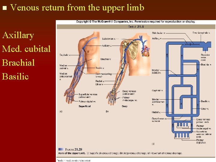 n Venous return from the upper limb Axillary Med. cubital Brachial Basilic 