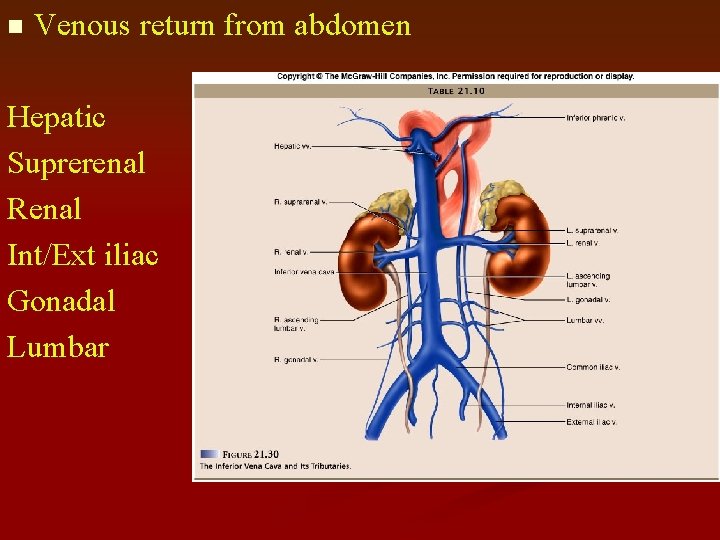 n Venous return from abdomen Hepatic Suprerenal Renal Int/Ext iliac Gonadal Lumbar 