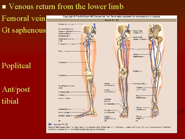 Venous return from the lower limb Femoral vein Gt saphenous n Popliteal Ant/post tibial