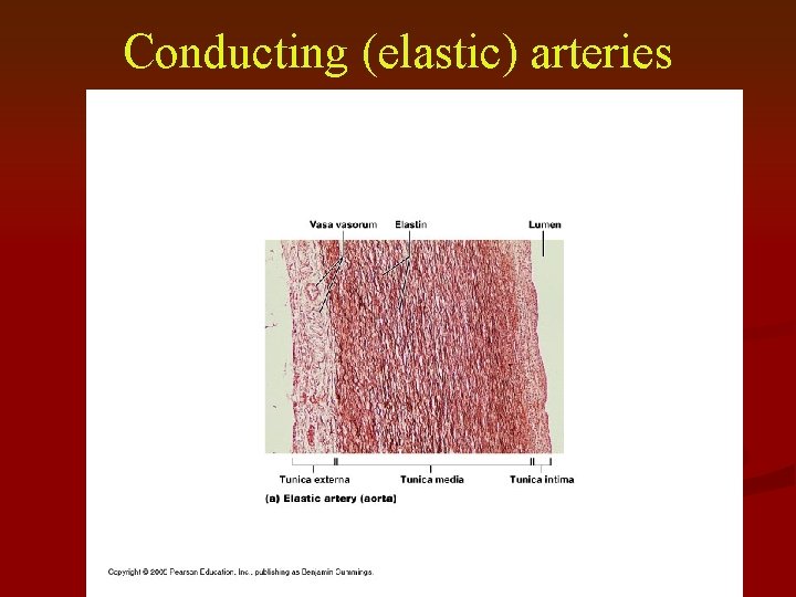 Conducting (elastic) arteries 