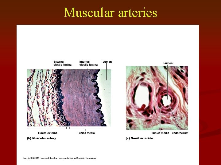 Muscular arteries 