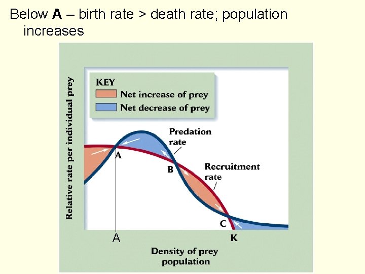Below A – birth rate > death rate; population increases A 