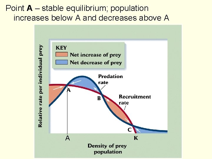 Point A – stable equilibrium; population increases below A and decreases above A A