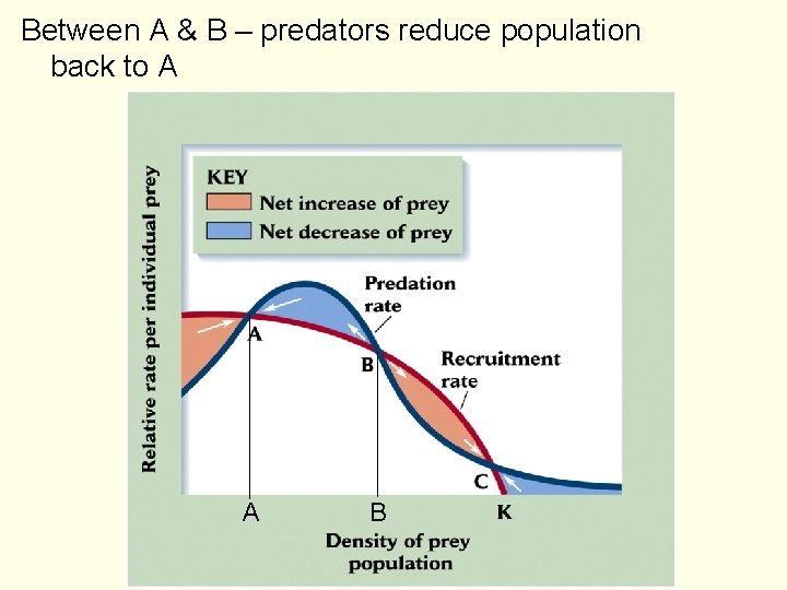Between A & B – predators reduce population back to A A B 