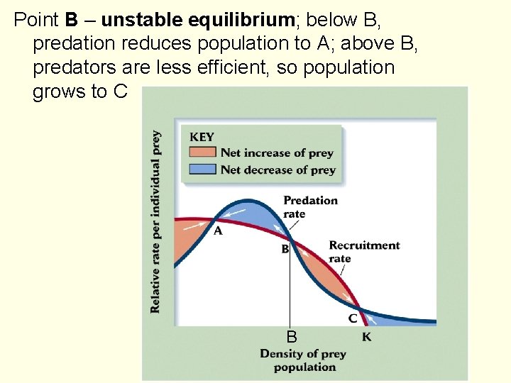 Point B – unstable equilibrium; below B, predation reduces population to A; above B,