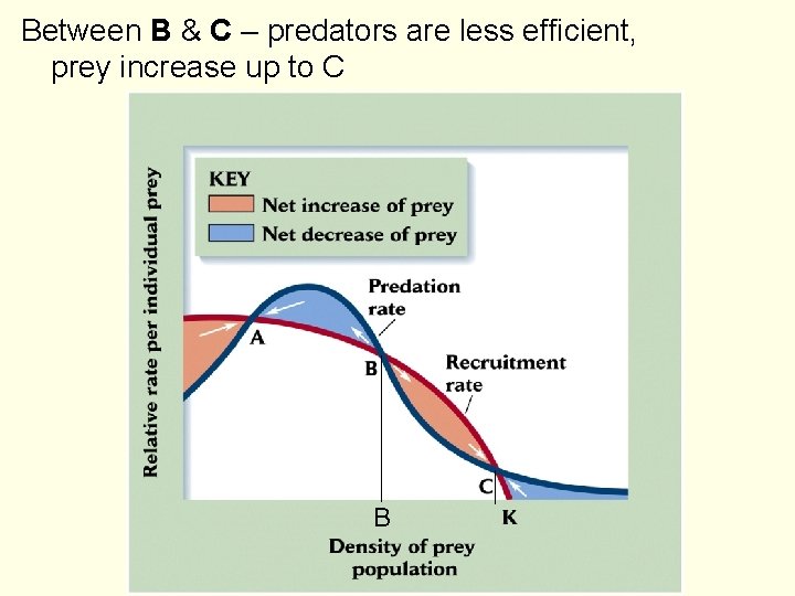 Between B & C – predators are less efficient, prey increase up to C
