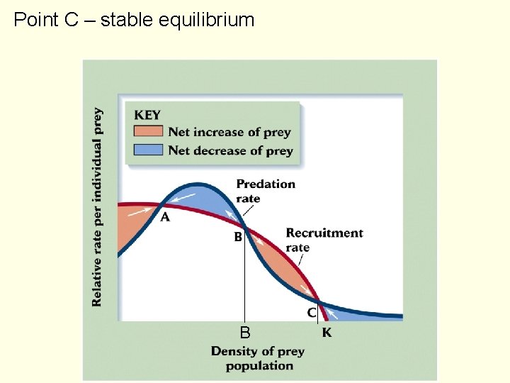 Point C – stable equilibrium B 