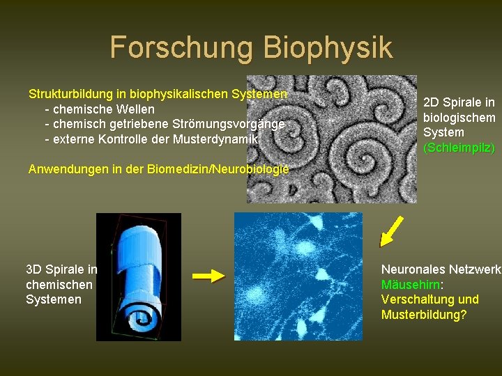 Forschung Biophysik Strukturbildung in biophysikalischen Systemen - chemische Wellen - chemisch getriebene Strömungsvorgänge -