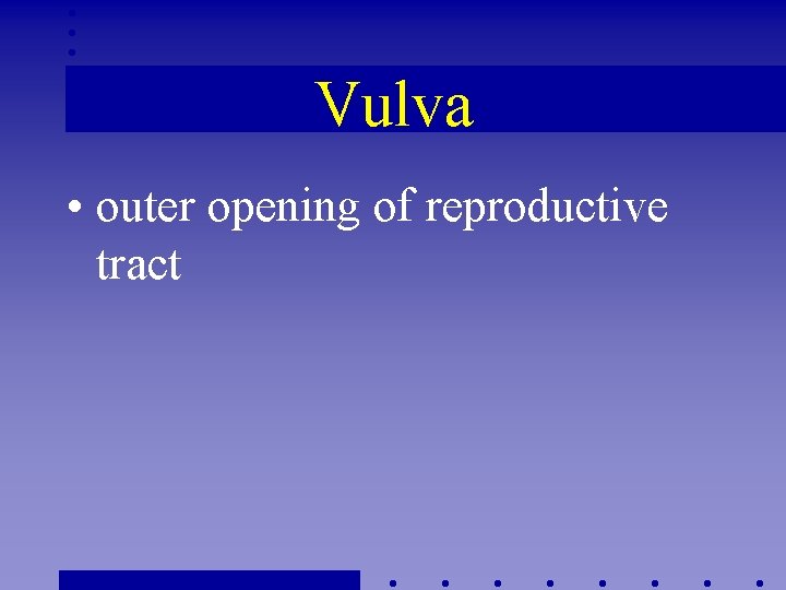 Vulva • outer opening of reproductive tract 