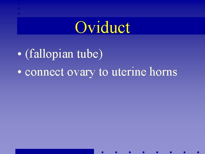 Oviduct • (fallopian tube) • connect ovary to uterine horns 