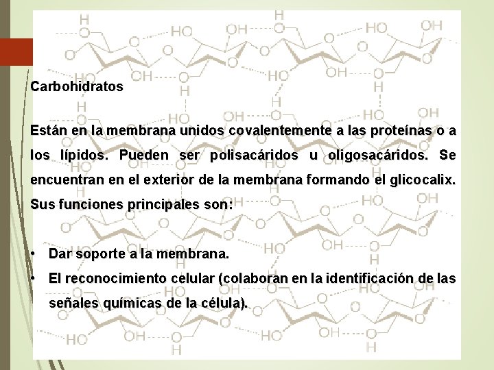 Carbohidratos Están en la membrana unidos covalentemente a las proteínas o a los lípidos.