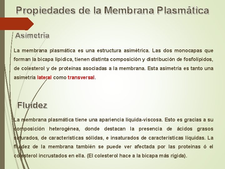 Propiedades de la Membrana Plasmática Asimetría La membrana plasmática es una estructura asimétrica. Las