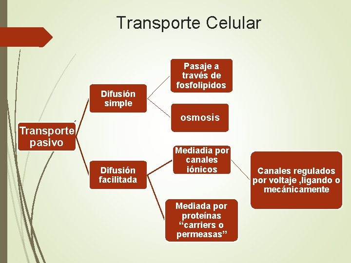 Transporte Celular Difusión simple Pasaje a través de fosfolipidos osmosis Transporte pasivo Difusión facilitada
