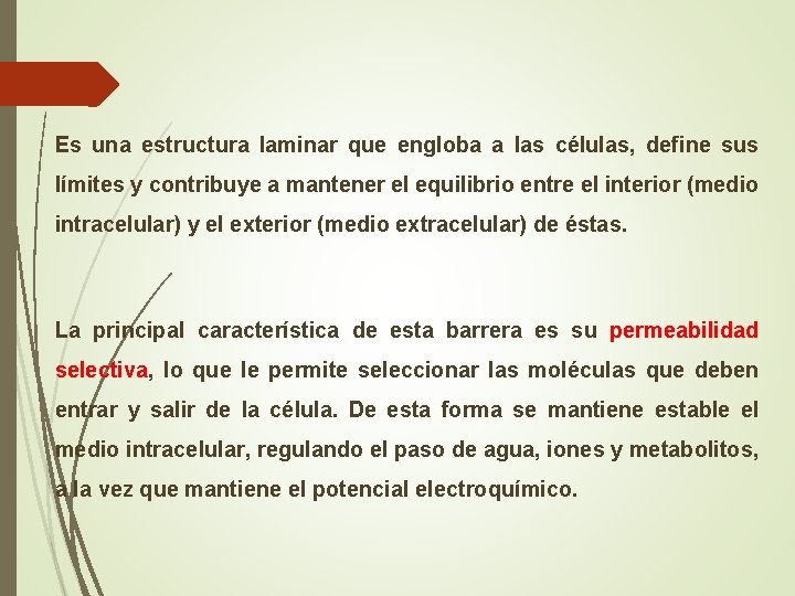 Es una estructura laminar que engloba a las células, define sus límites y contribuye