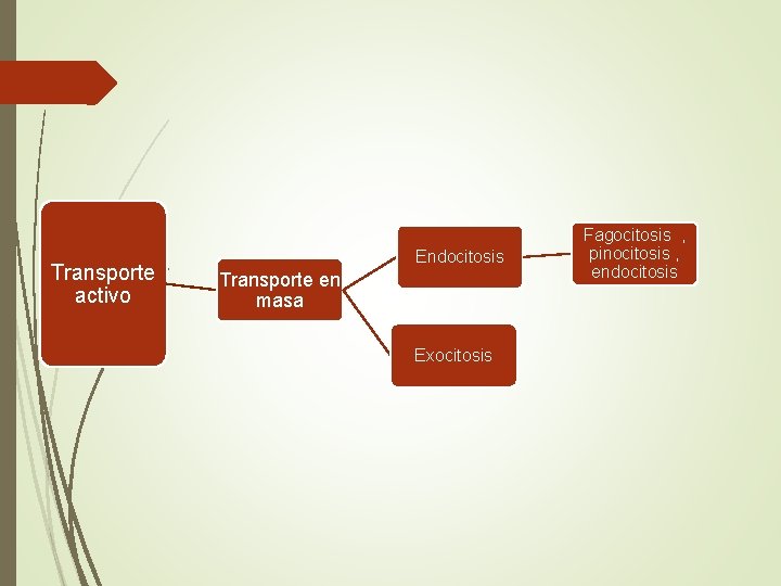 Transporte activo Endocitosis Transporte en masa Exocitosis Fagocitosis , pinocitosis , endocitosis 