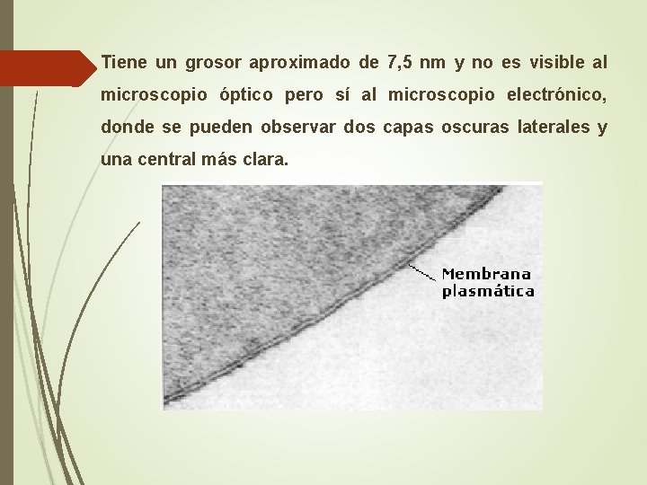 Tiene un grosor aproximado de 7, 5 nm y no es visible al microscopio