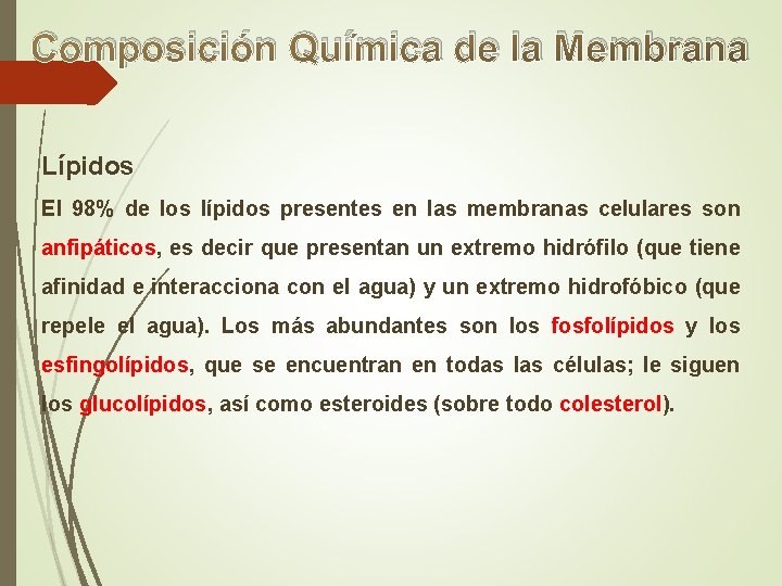 Composición Química de la Membrana Lípidos El 98% de los lípidos presentes en las