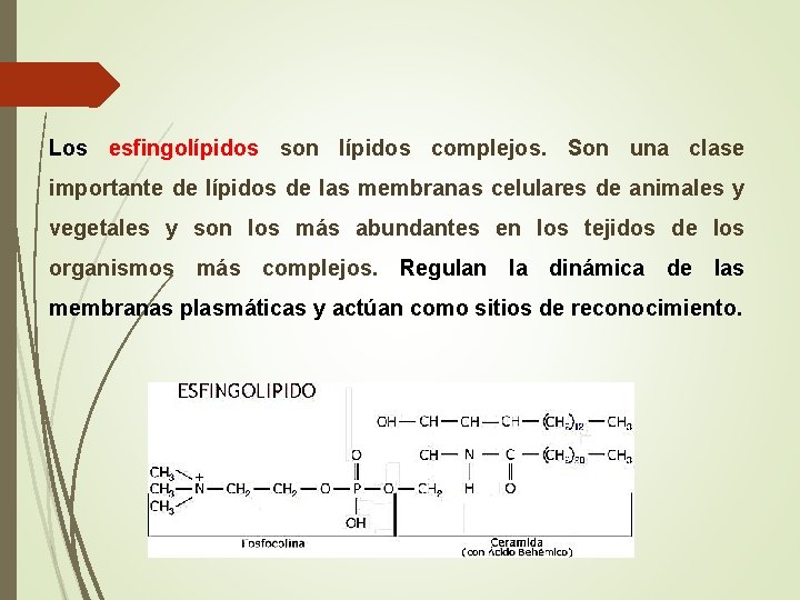 Los esfingolípidos son lípidos complejos. Son una clase importante de lípidos de las membranas