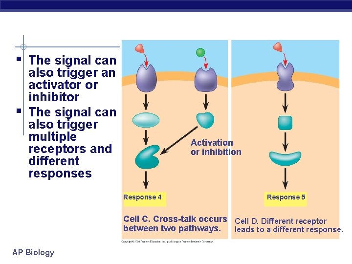 § The signal can § also trigger an activator or inhibitor The signal can