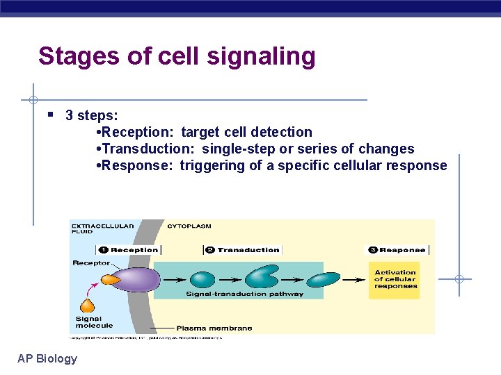 Stages of cell signaling § 3 steps: • Reception: target cell detection • Transduction: