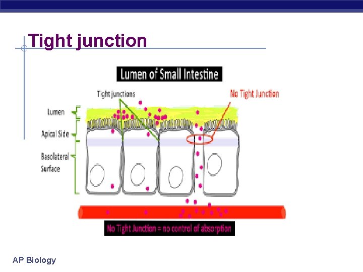 Tight junction AP Biology 