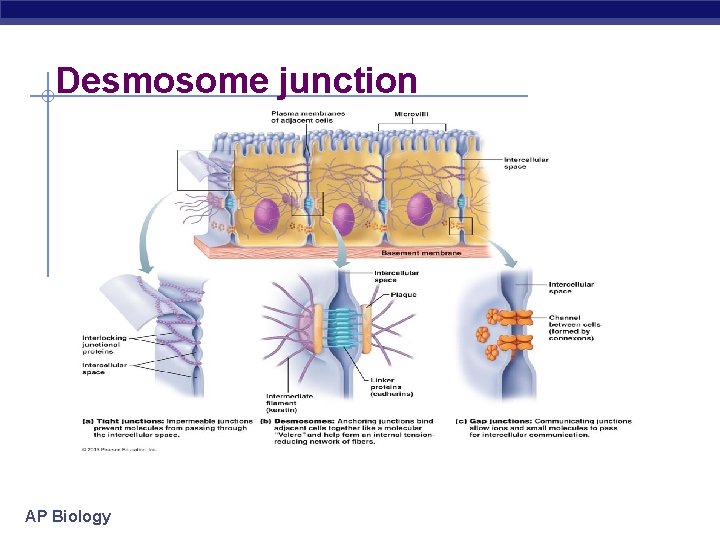 Desmosome junction AP Biology 