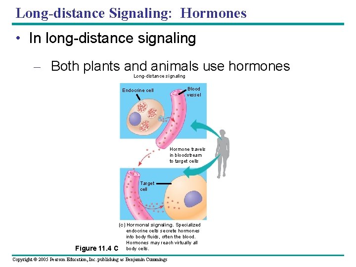 Long-distance Signaling: Hormones • In long-distance signaling – Both plants and animals use hormones