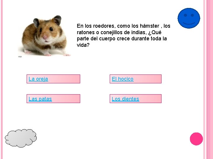 En los roedores, como los hámster , los ratones o conejillos de indias, ¿Qué