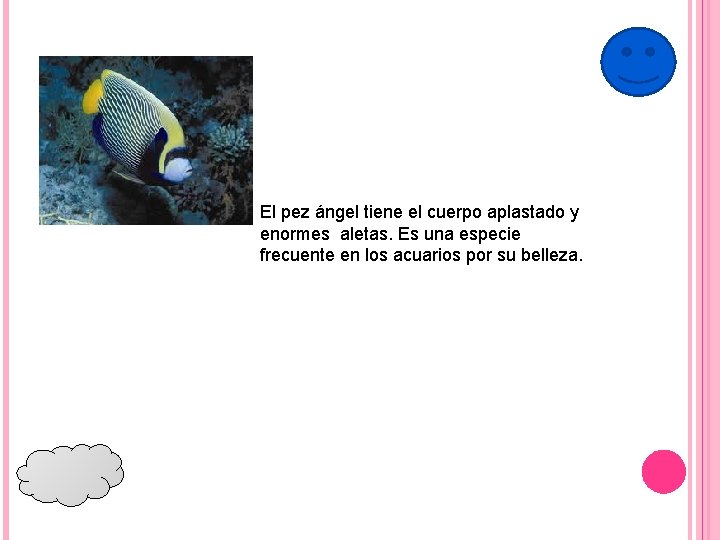 El pez ángel tiene el cuerpo aplastado y enormes aletas. Es una especie frecuente