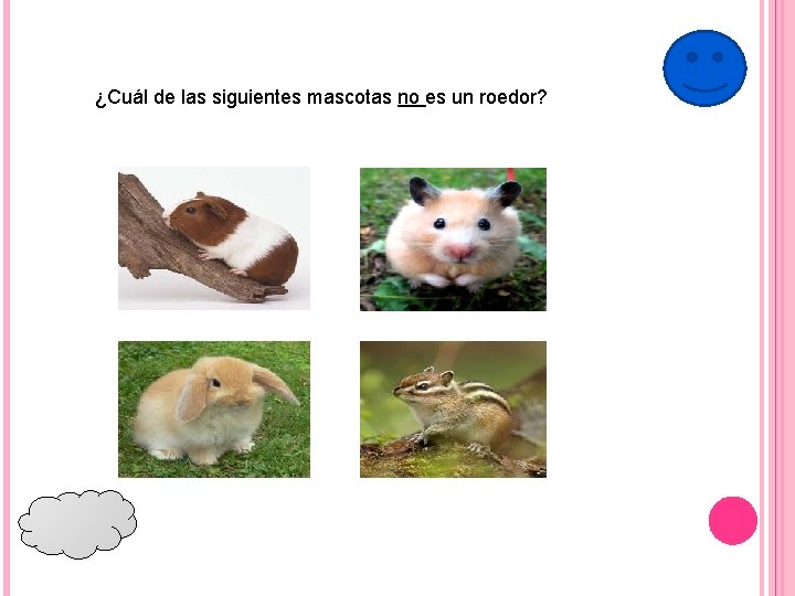 ¿Cuál de las siguientes mascotas no es un roedor? 