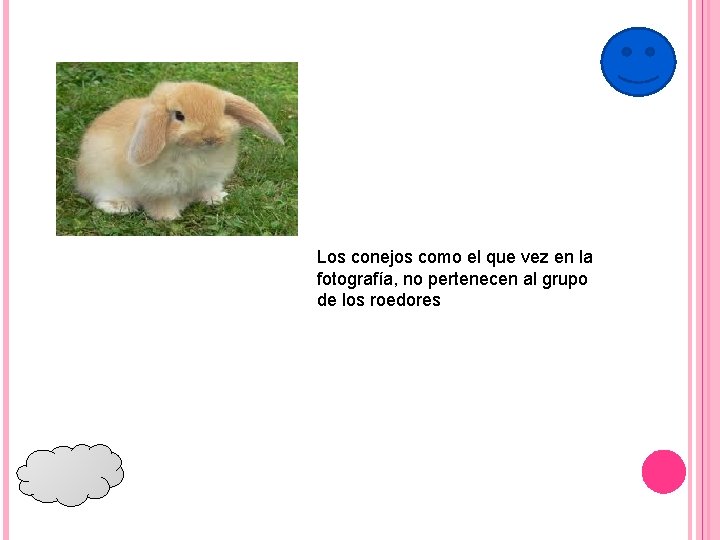 Los conejos como el que vez en la fotografía, no pertenecen al grupo de