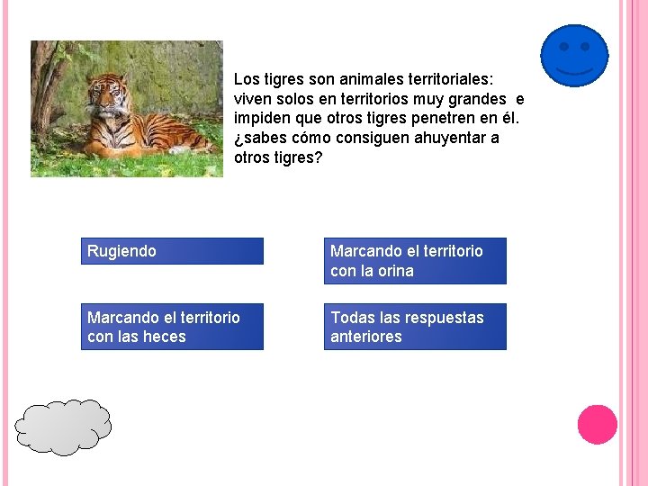 Los tigres son animales territoriales: viven solos en territorios muy grandes e impiden que